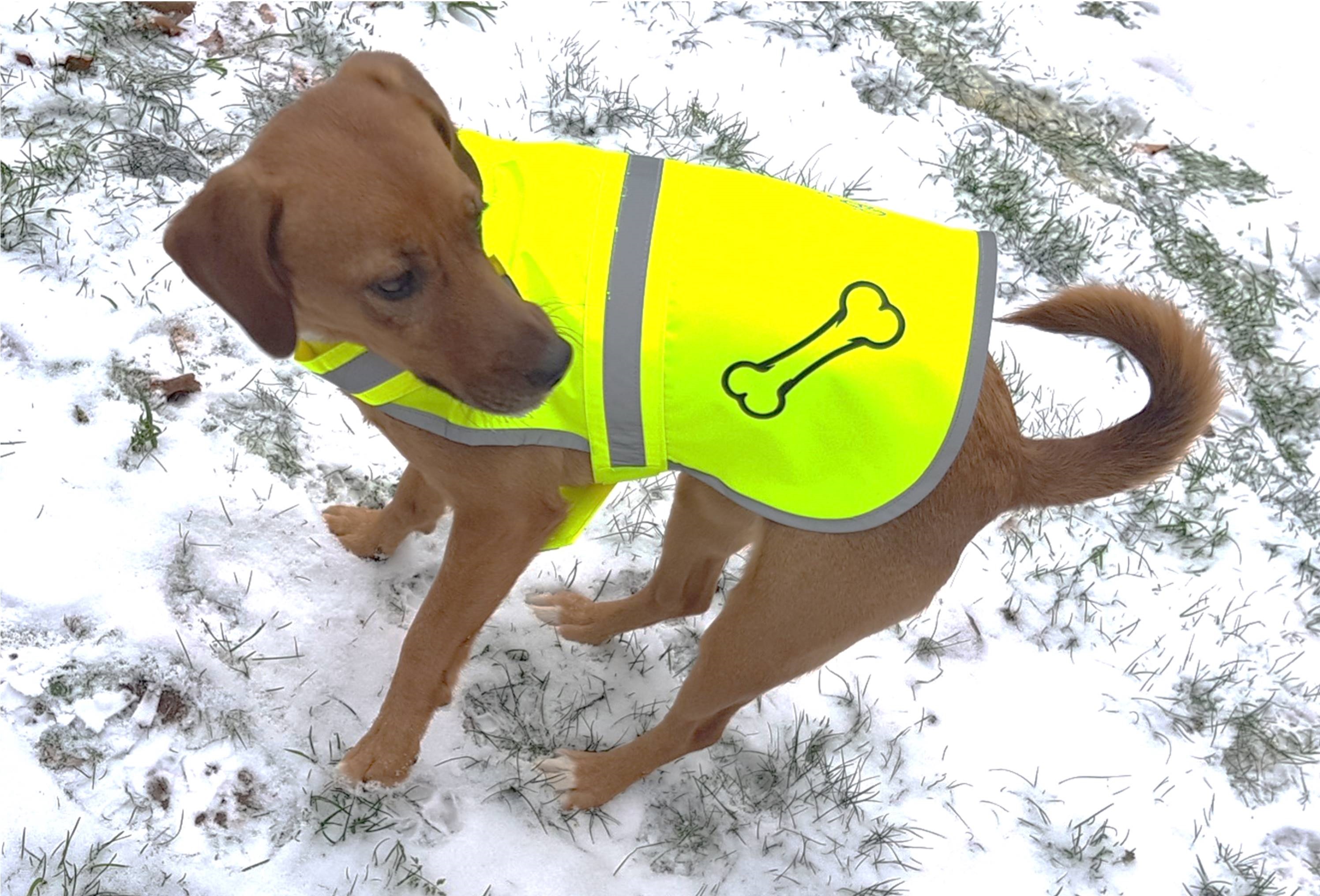 Hunde-Warnweste groß inkl. Wunschmotiv und Name in 3 Größen 