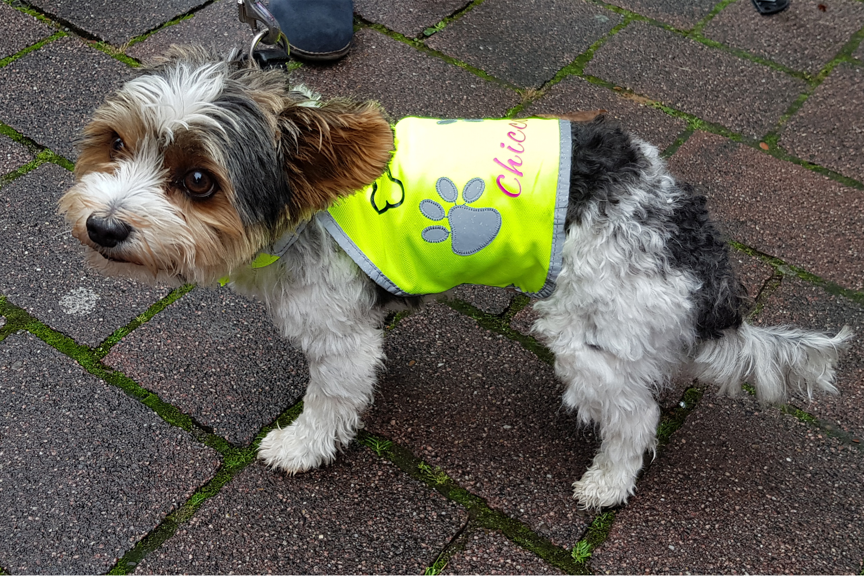 Hunde-Warnweste klein inkl. Wunschmotiv und Name in 3 Größen